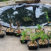 Inplanten vijvers